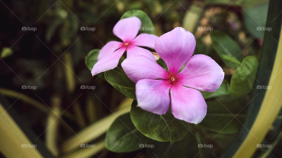 @mohanarajan1991 pink flower 