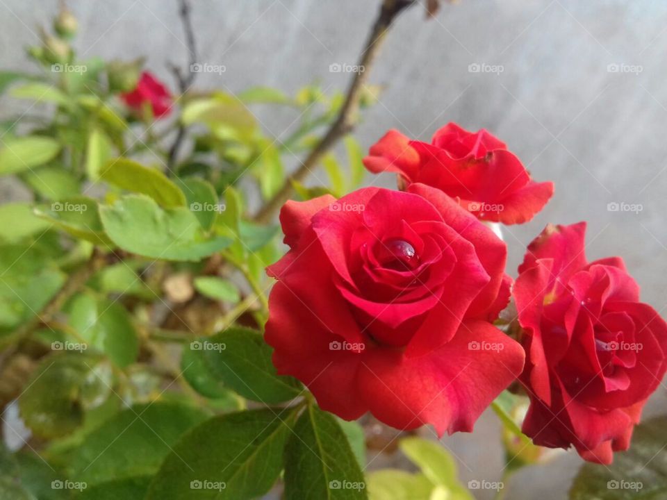 Rose, Flower, Nature, Flora, Leaf