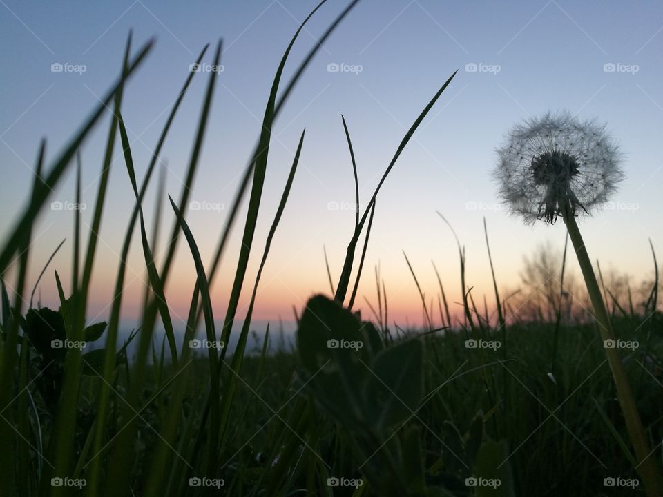 Grass, Field, Hayfield, Sun, Growth