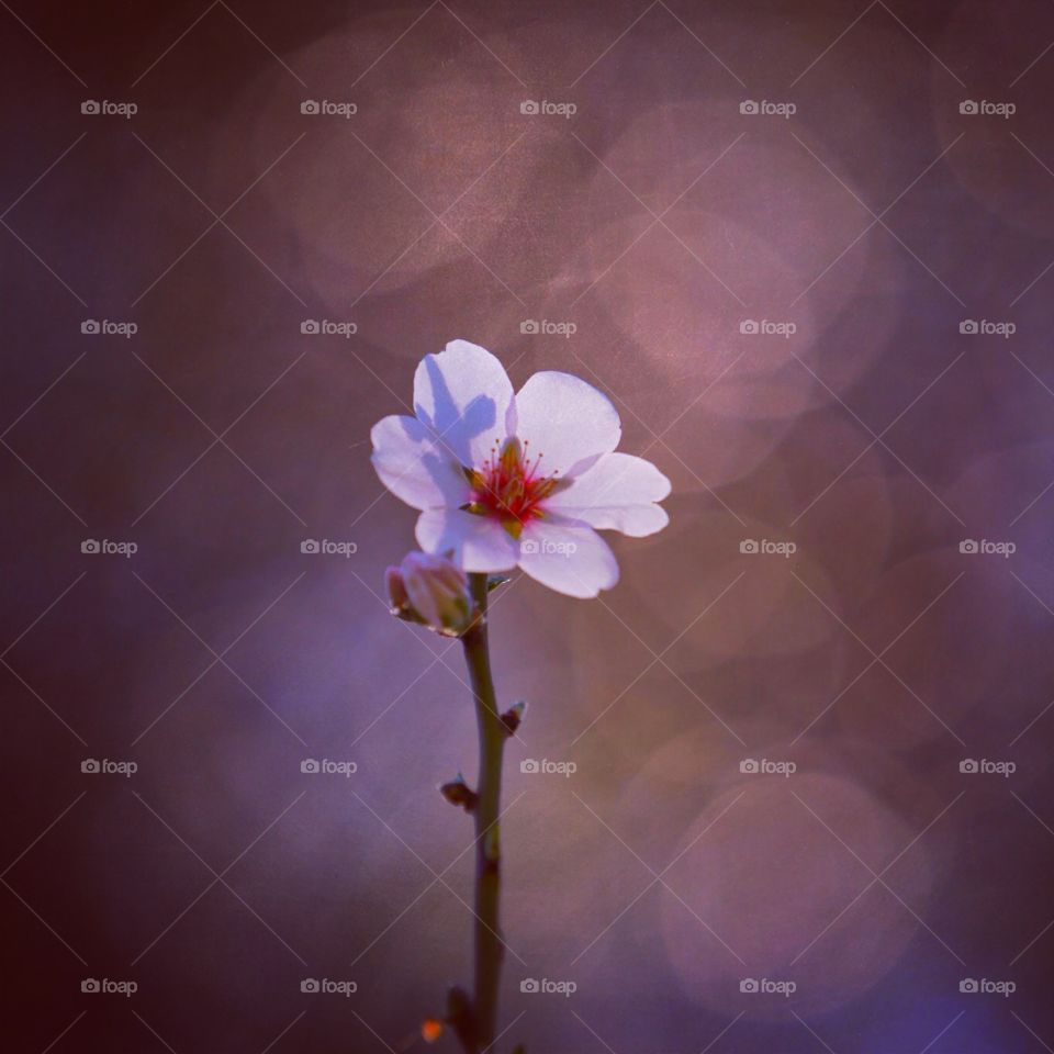 Lusterl. Spring blossom at sunset