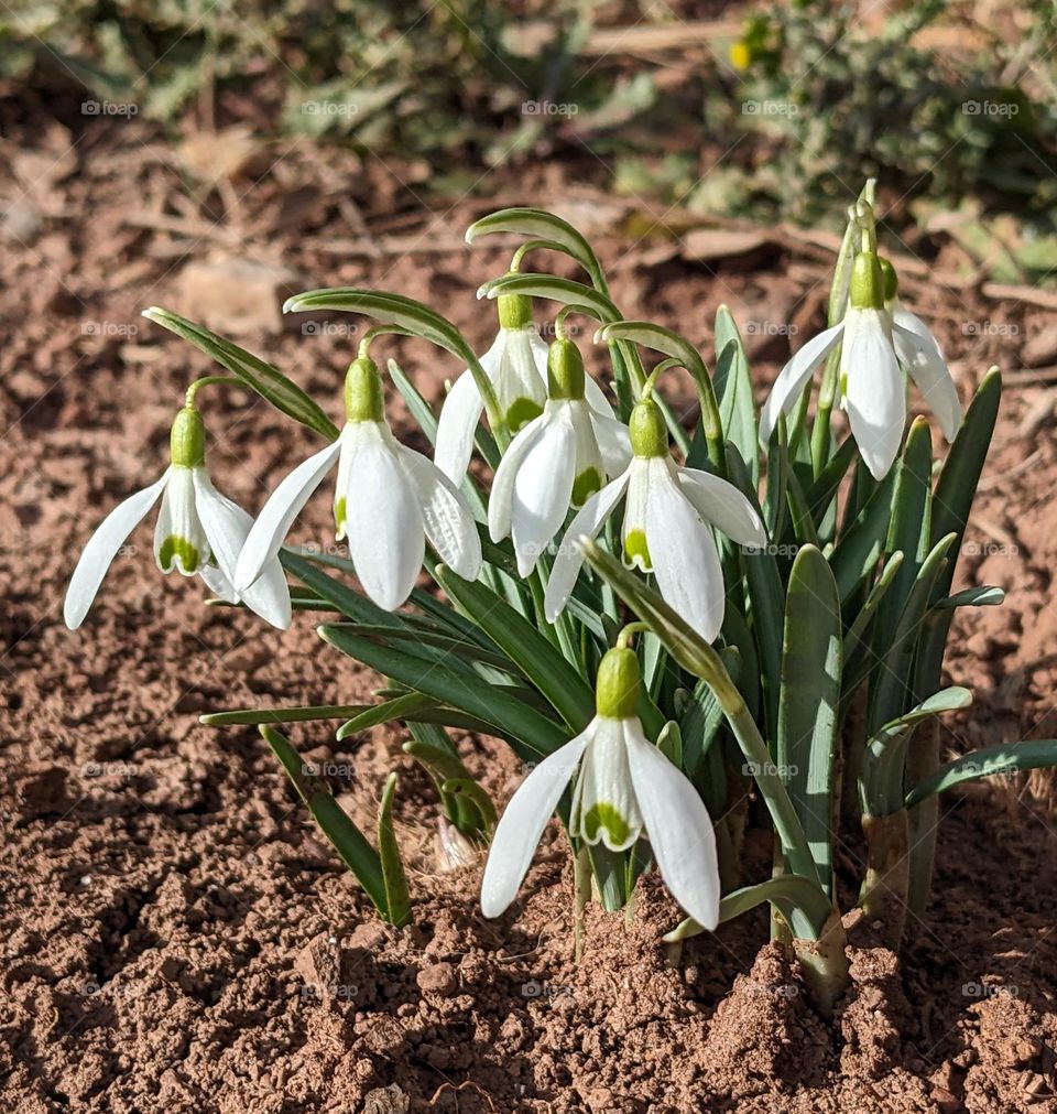 Spring Snowdrops