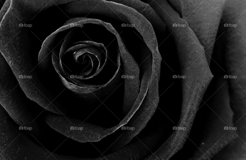 when red rose becomes black just looks mistery!
