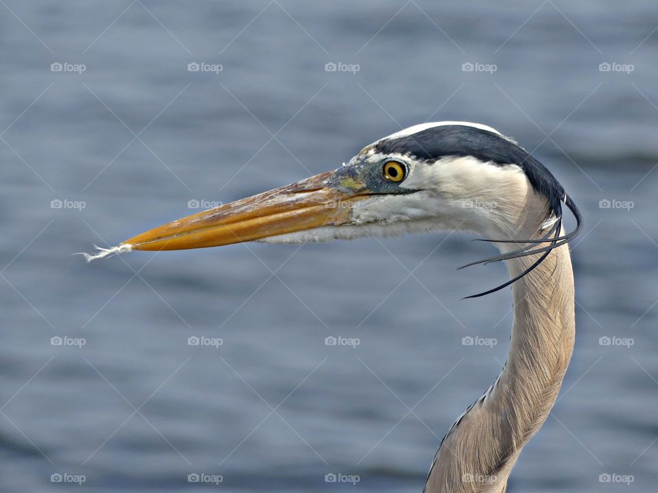 Animals caught on camera - Headshot of this Great Blue Heron with feather in his mouth. The wind from the ocean is blowing his hair