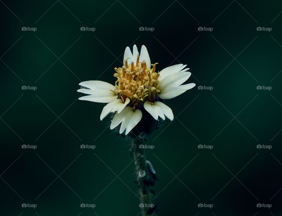 Floral photography  - daisy  - cotton  bud