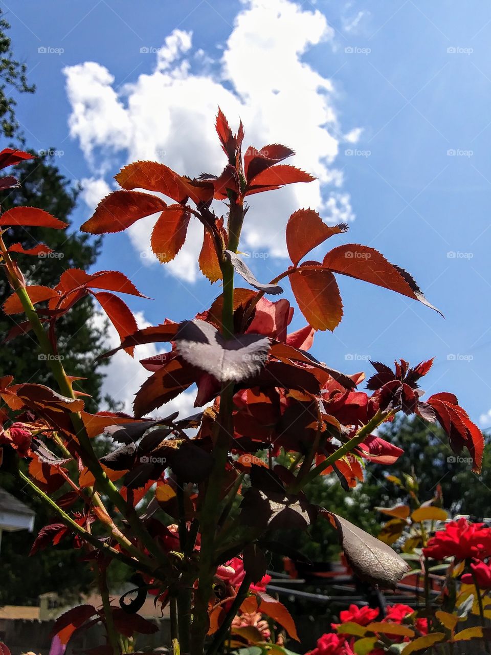 new growth on a rose