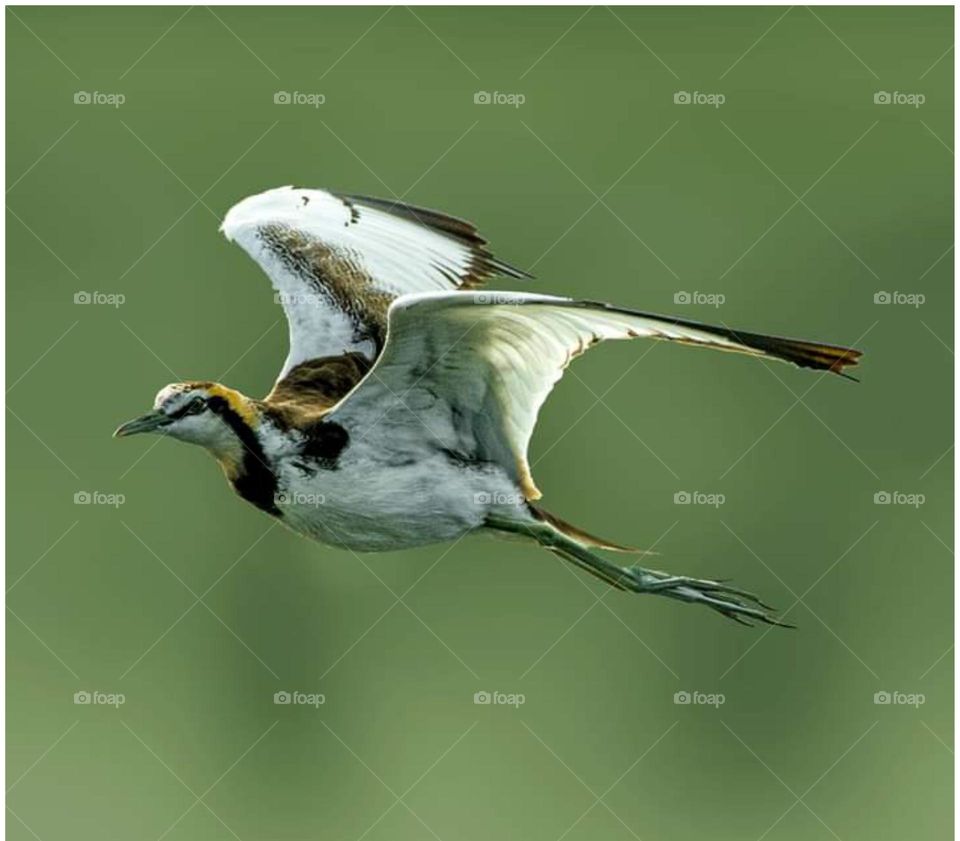 Bird flying is beautiful