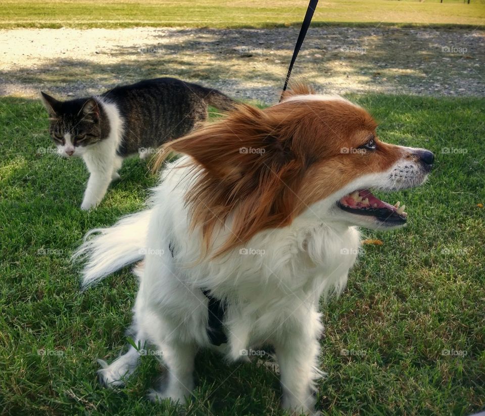 Dog and Cat in Summer