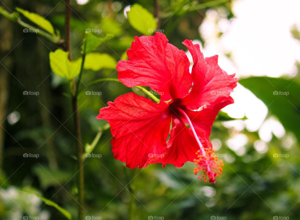 Hibiscus, red ornamental medical plant. Tropical flowers in Costa Rica