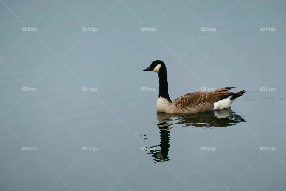 Swimming goose