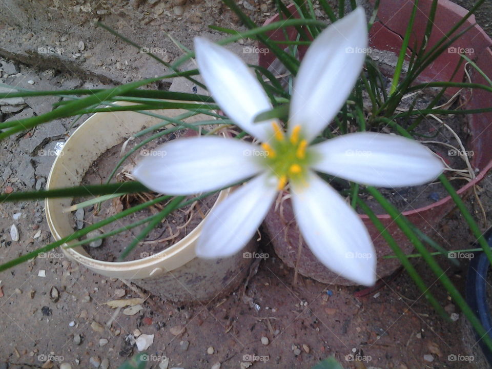 Lovely Flower