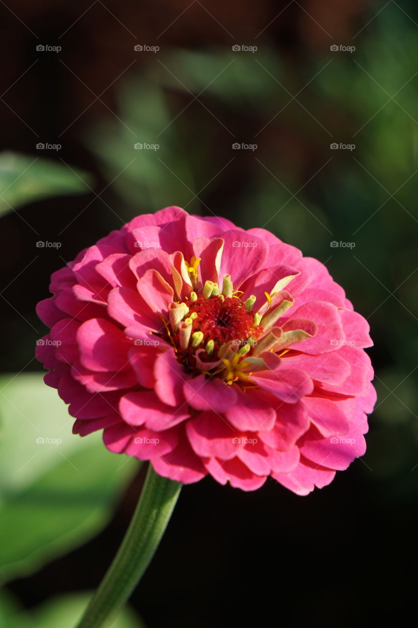 A hot pink zinnia. 