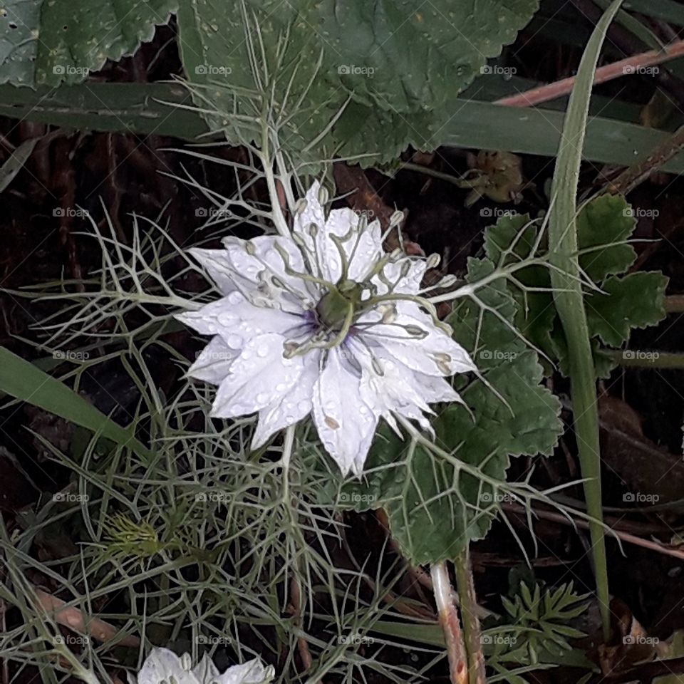 late coming white flower of black cumin