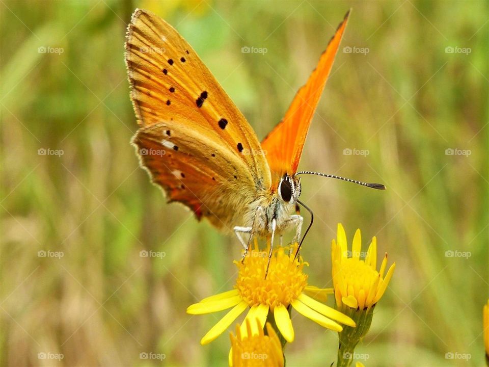 naturaleza butterfly
