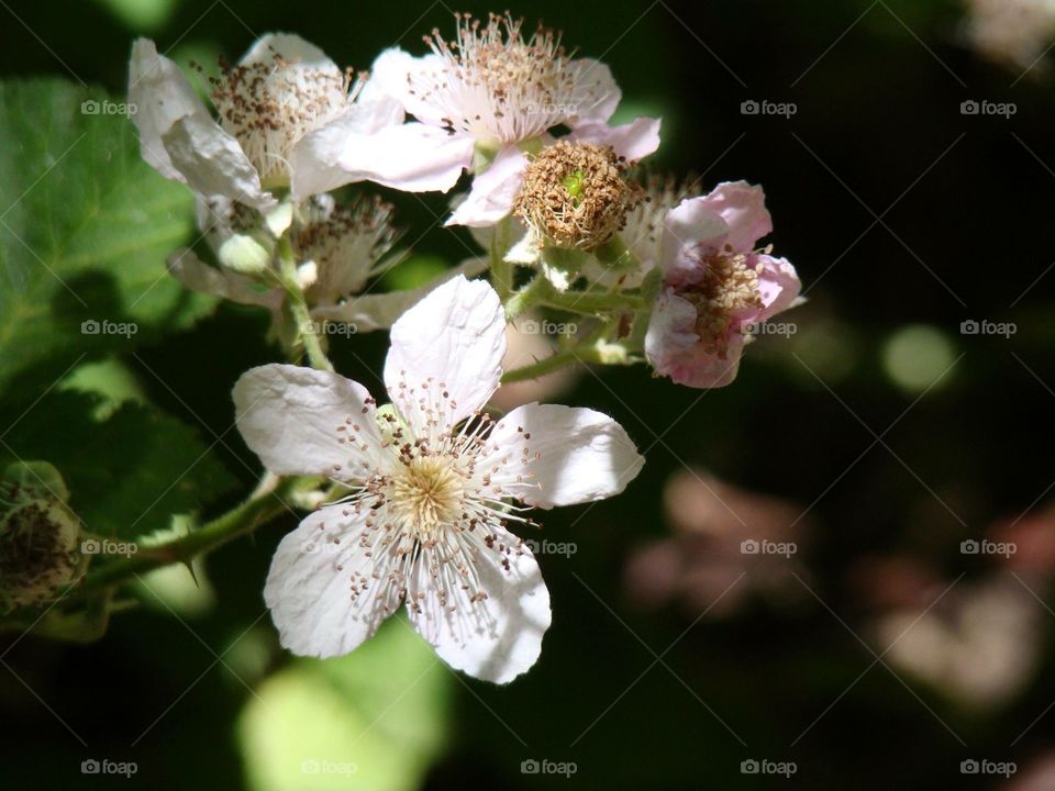 Flowers on our hike