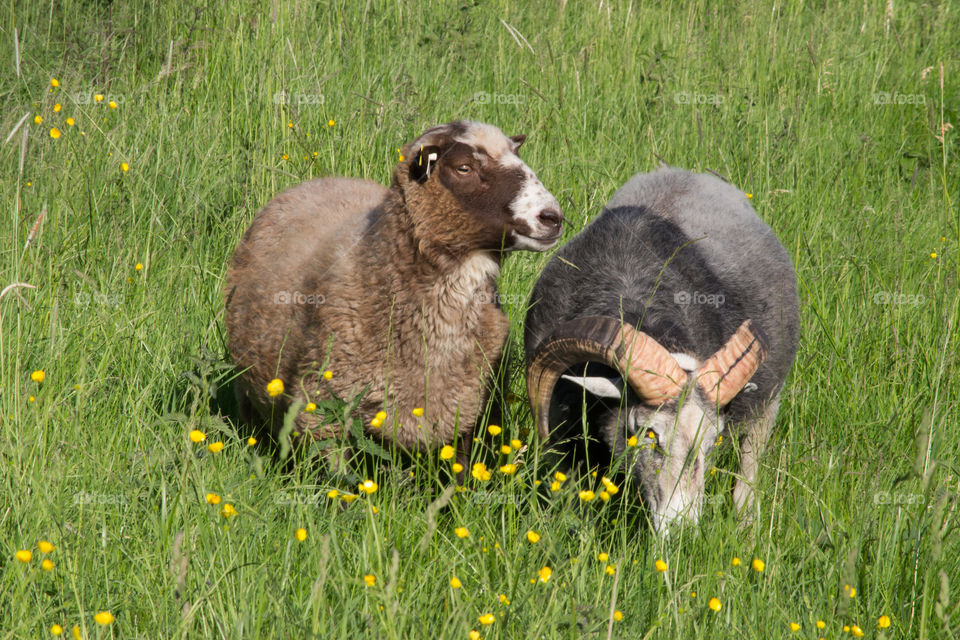 Two sheep grazing in high grass on beautiful summer day 