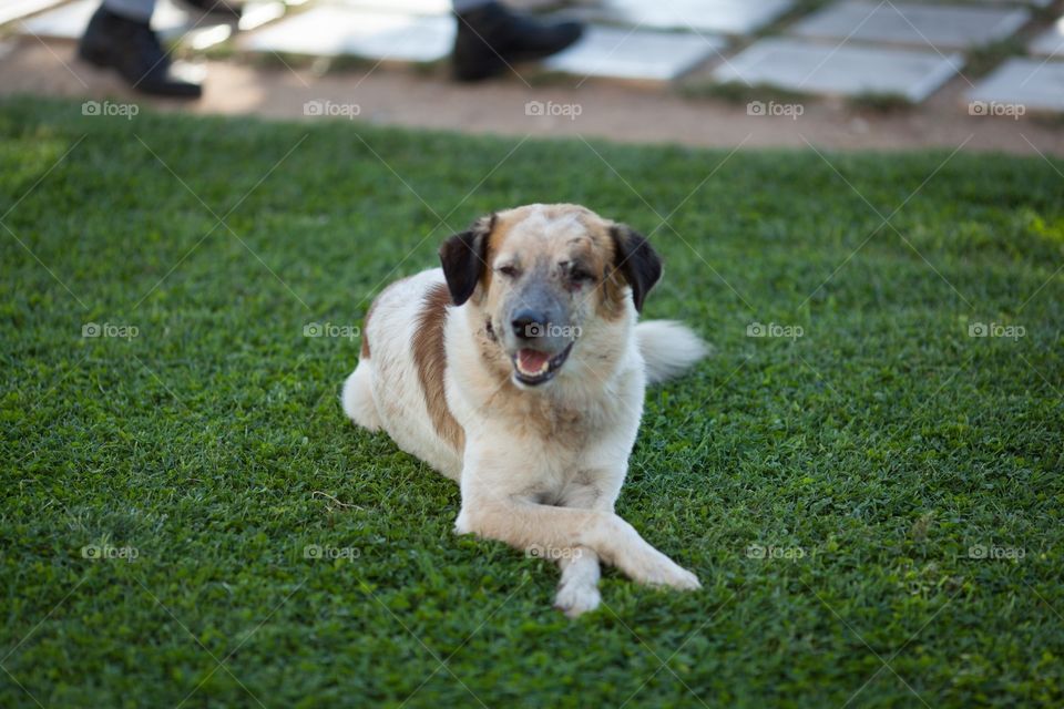 Dog resting on grass at street