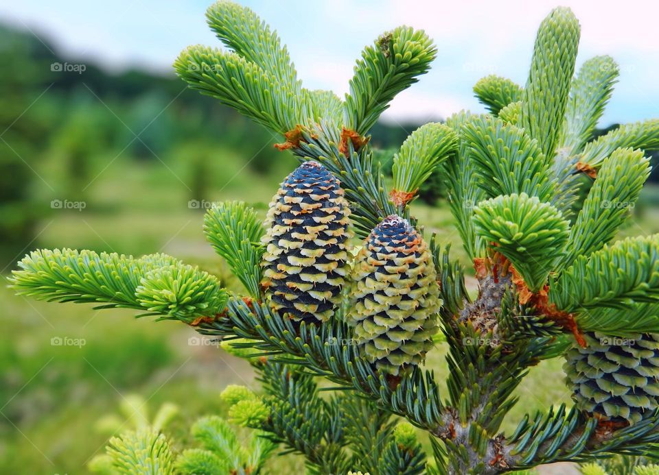 pine cones