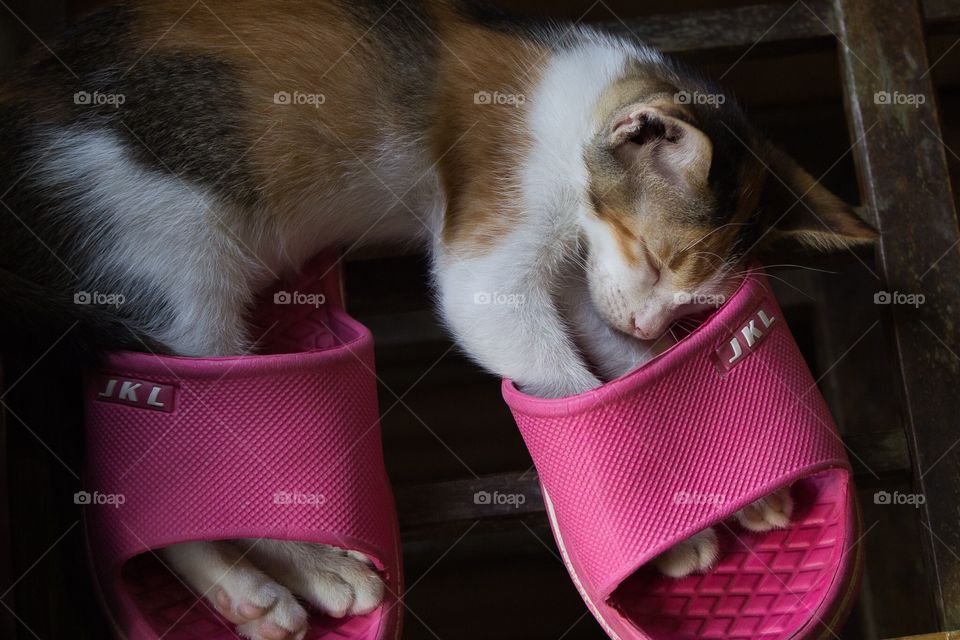 Sleeping kitty in slippers 