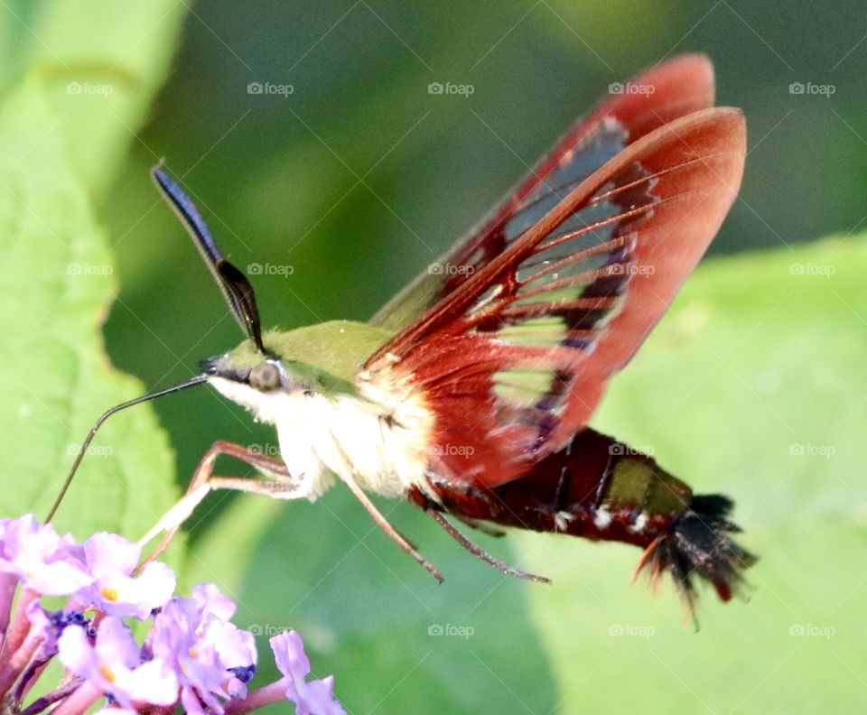 Hummingbird moth enjoying nectar from small purple flowers 