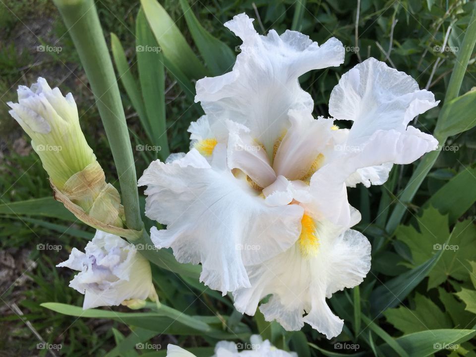 White flower backyard 