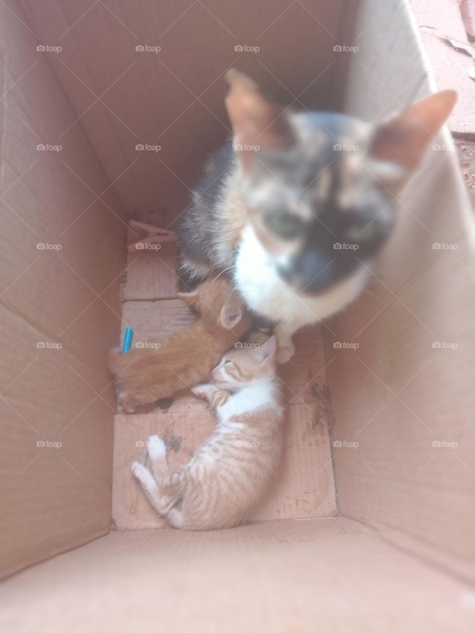 Editors'Choice Photo of the week A mamãe gatinha amamentando seus filhotes lindos