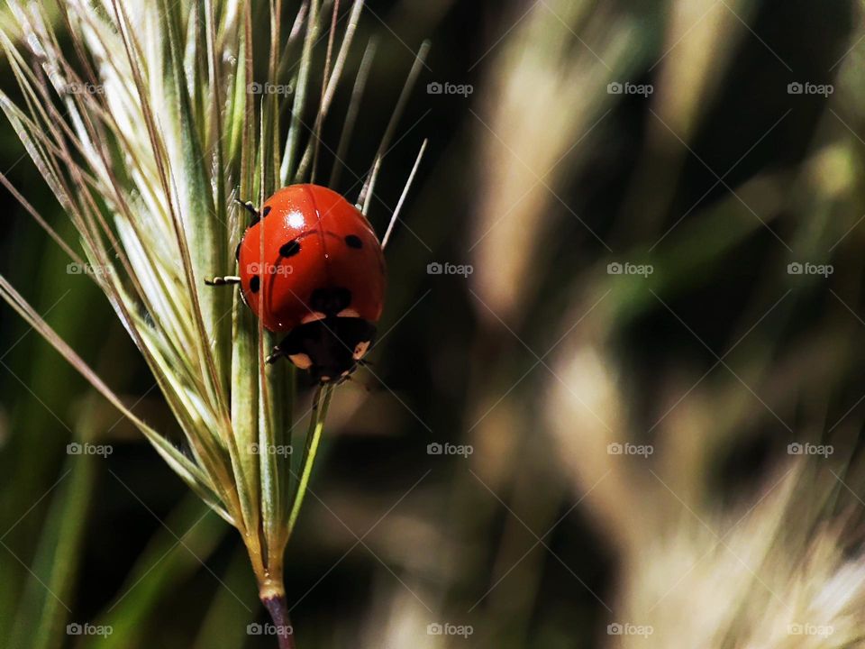 Macro photo of a ladybug on the grass