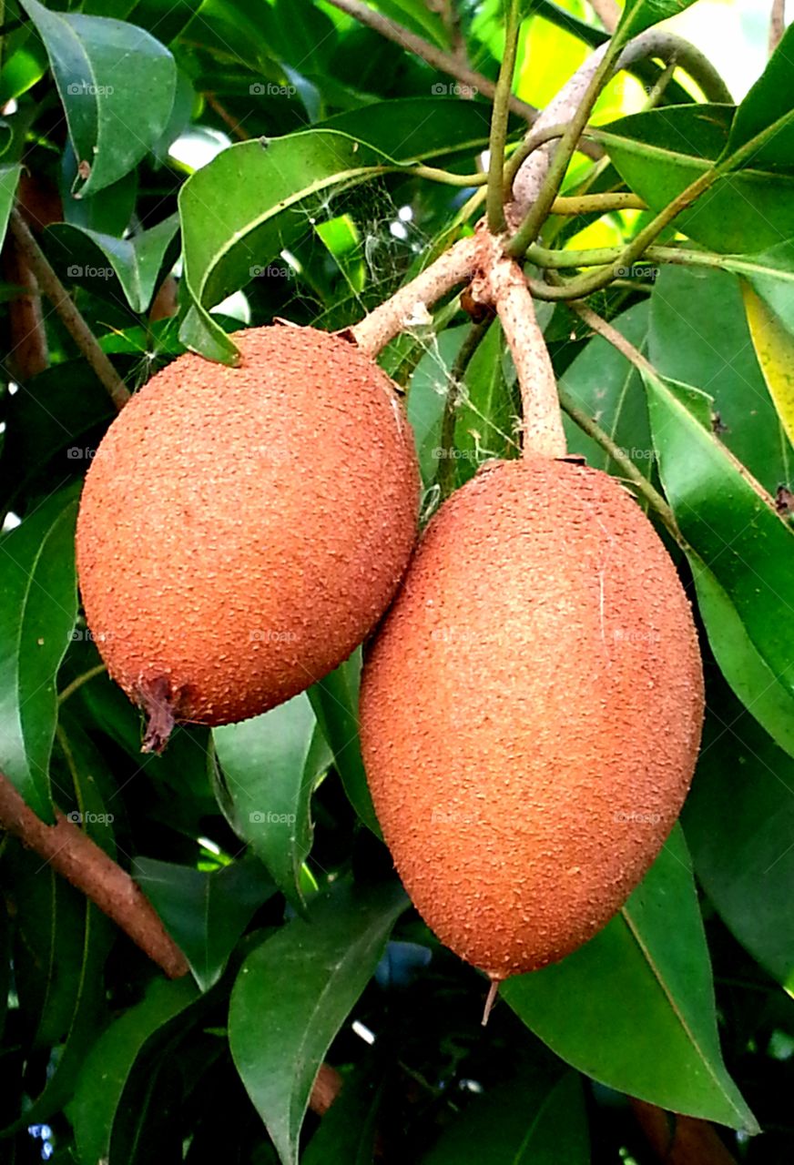 A sapodilla tree with its products