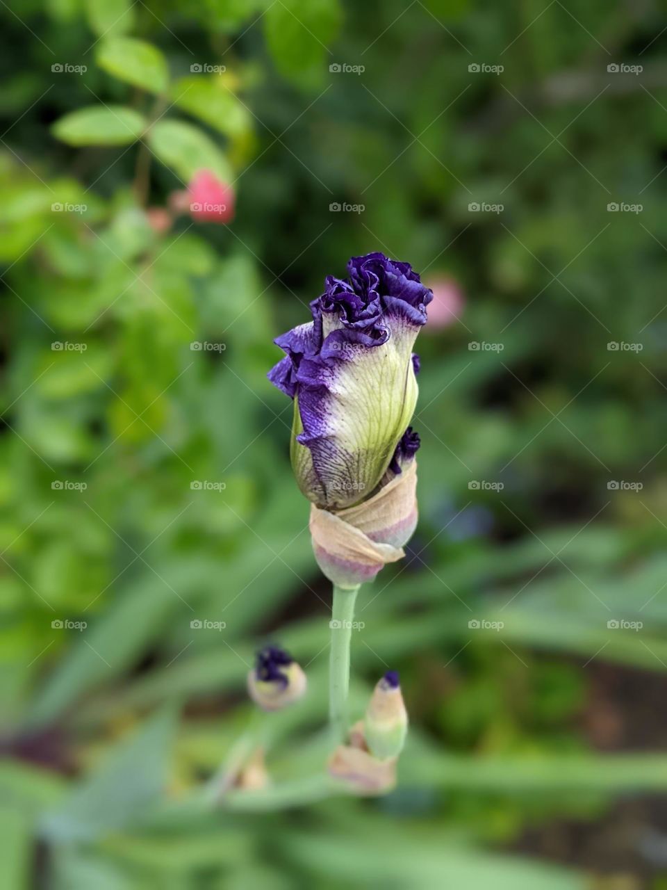 portrait of an iris before it fully blooms, the purple petals poke out in a sea of greenery