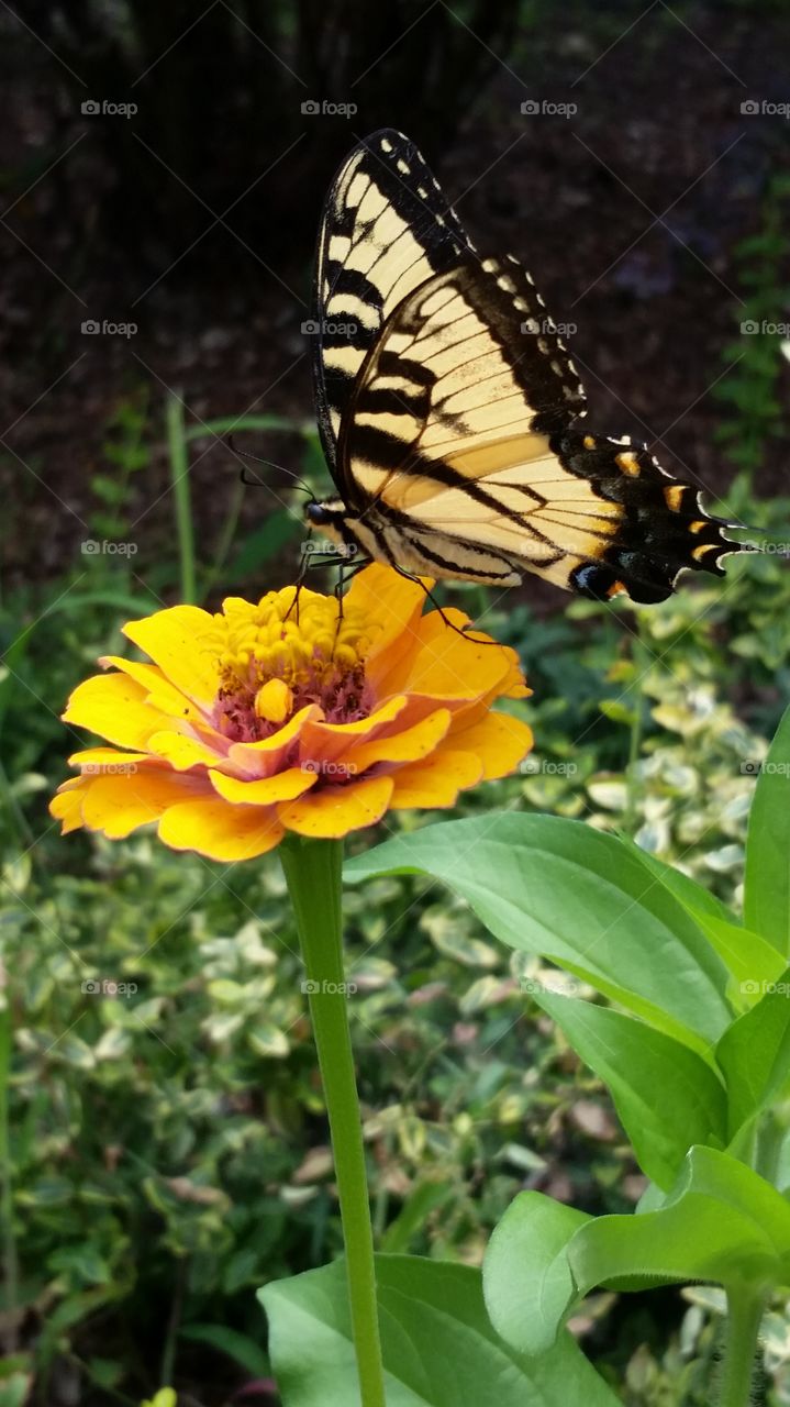 yellow & black swallowtail