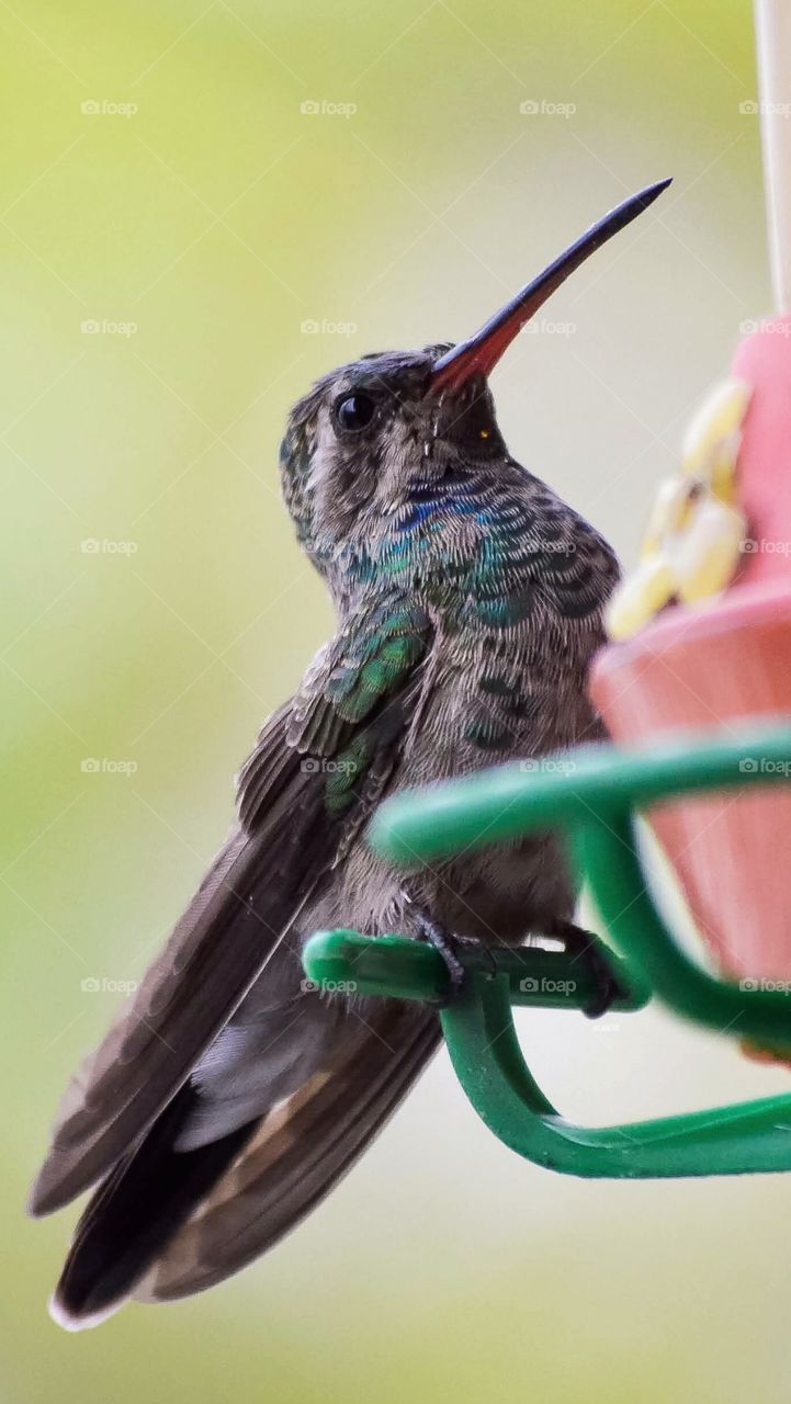 Colibrí y sus bellos colores 