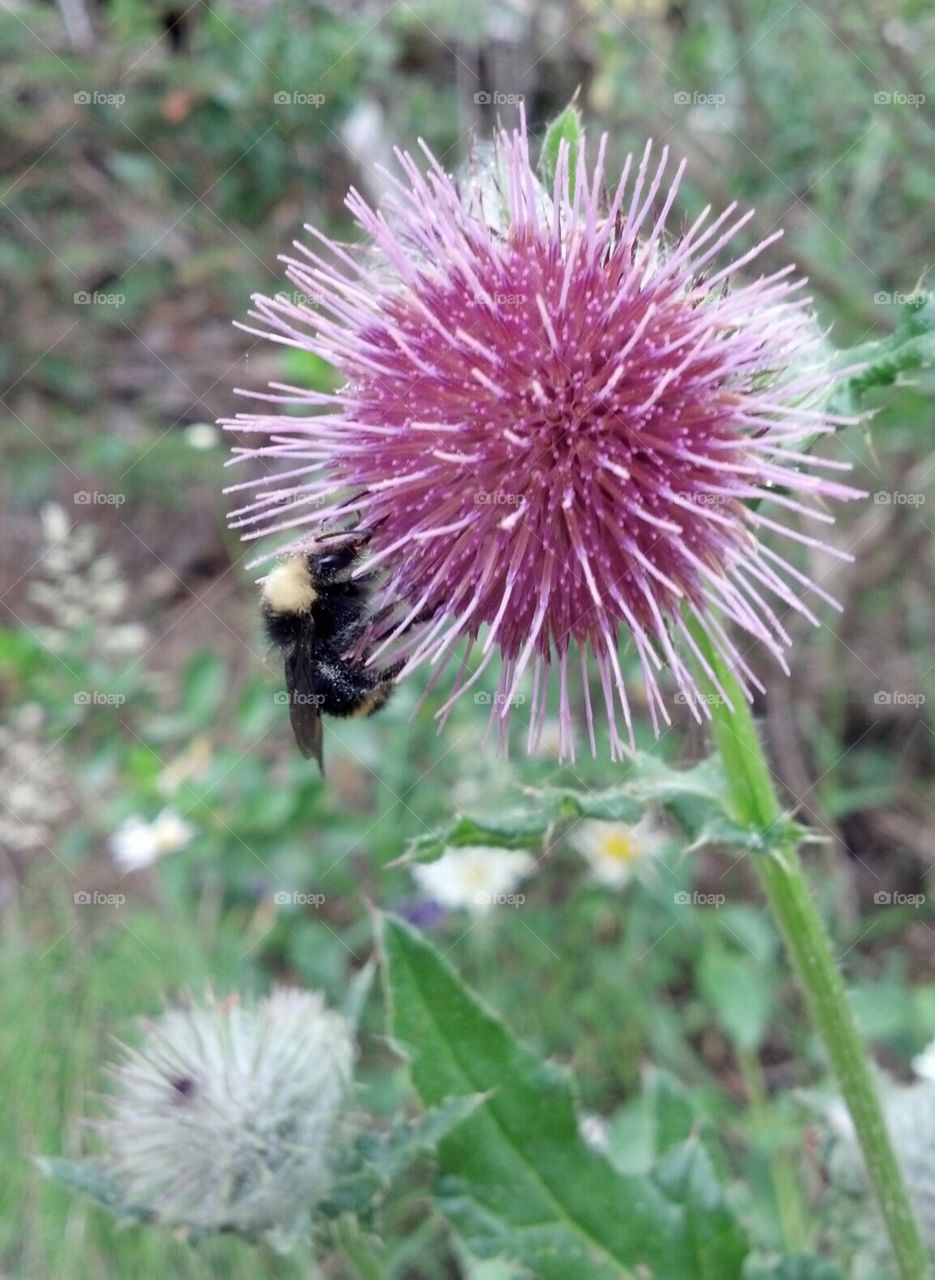 Thistle & Bee