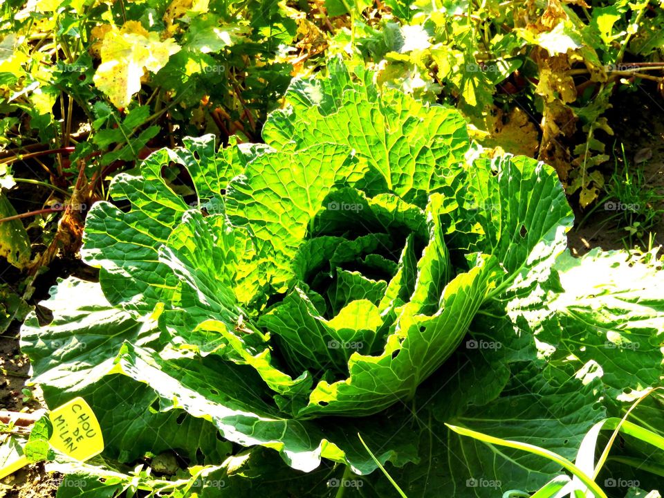 translucent cabbage leaves