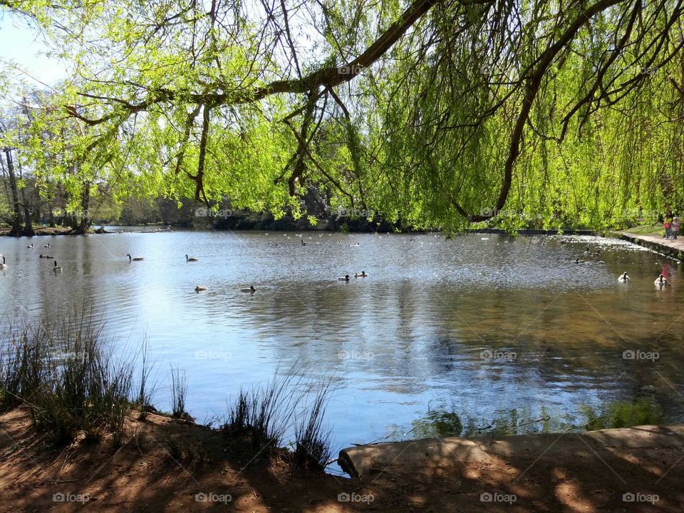 lake in the park