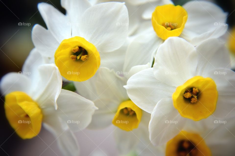 The flower . The flower 