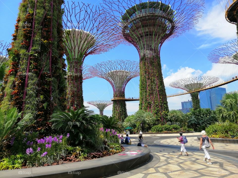 Garden by the bay Singapore