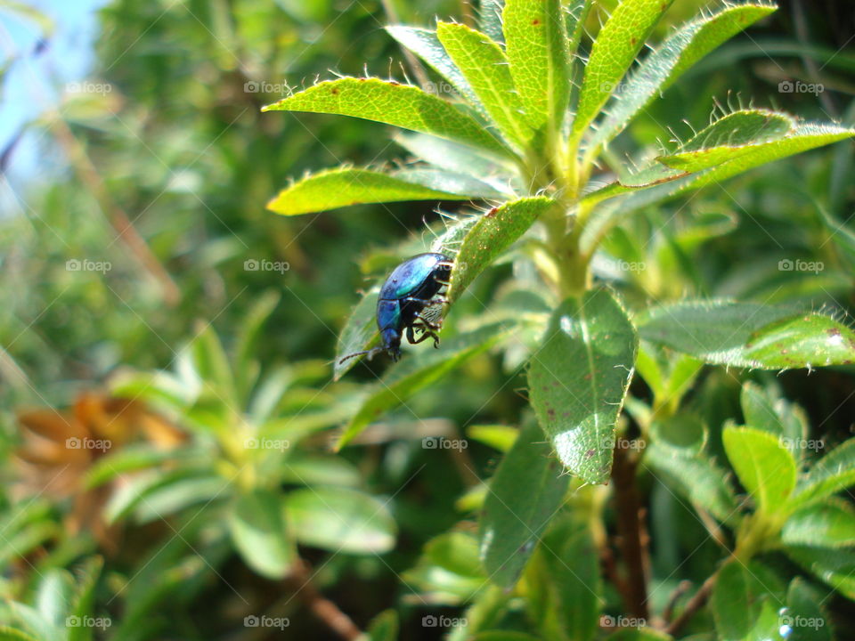 blue Bug on leaf