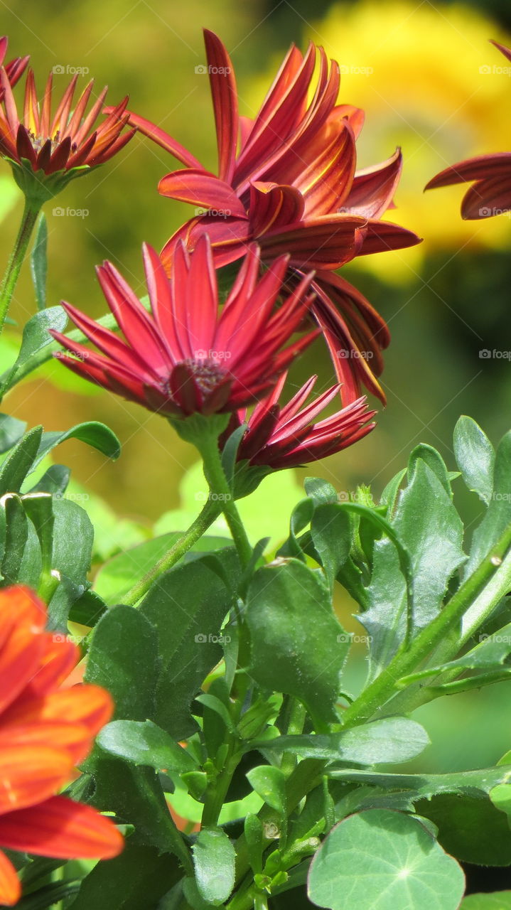 flowers