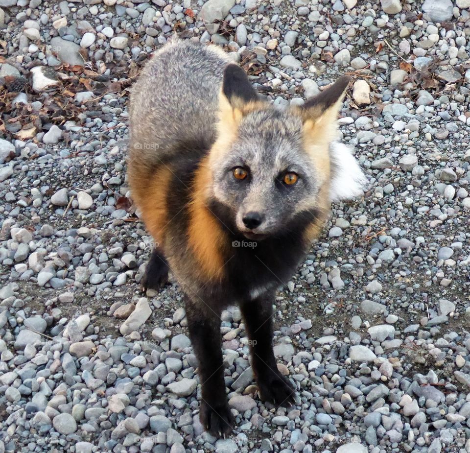 Friendly fox, BC, Canada