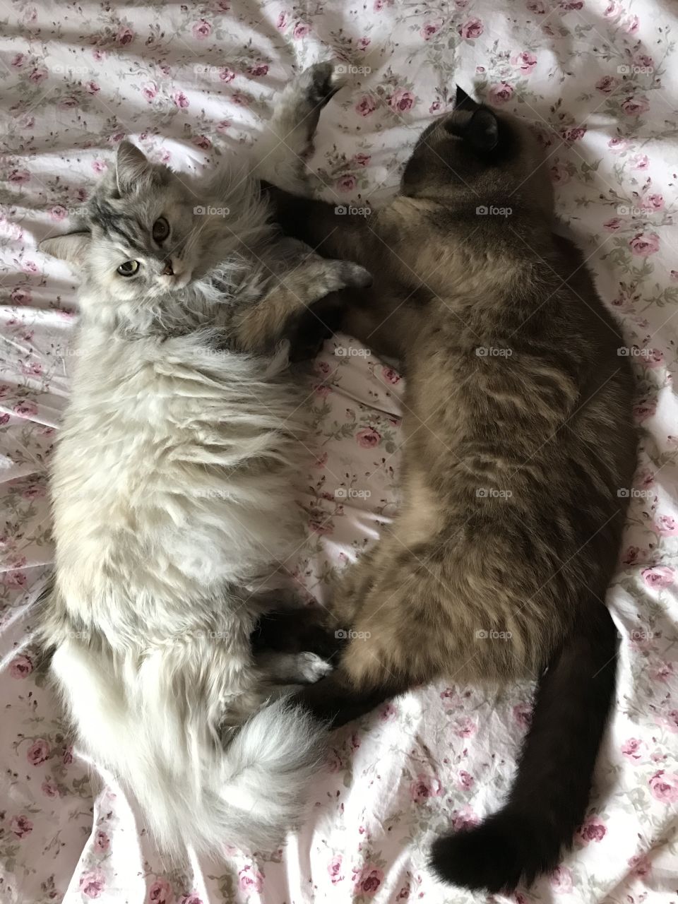 Cats on the bed 