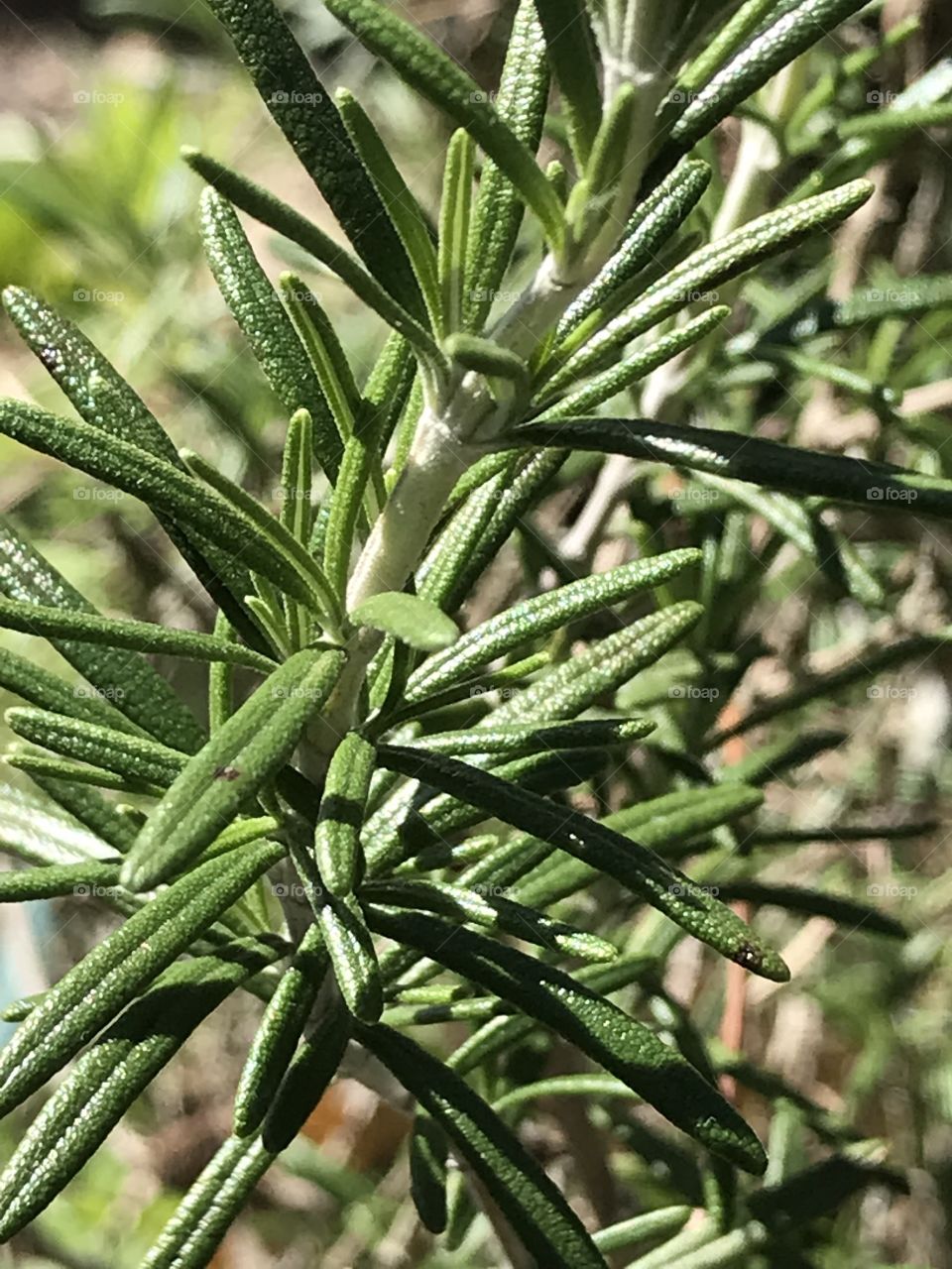 Rosemary 