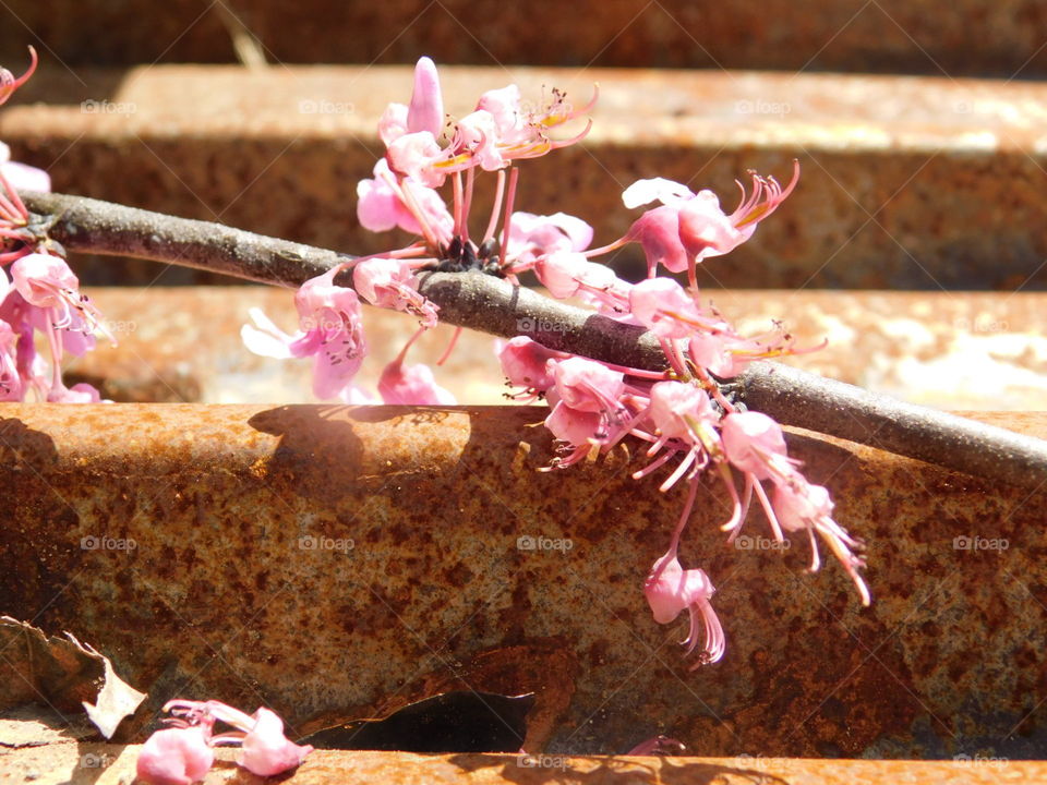 Rusty Red Buds