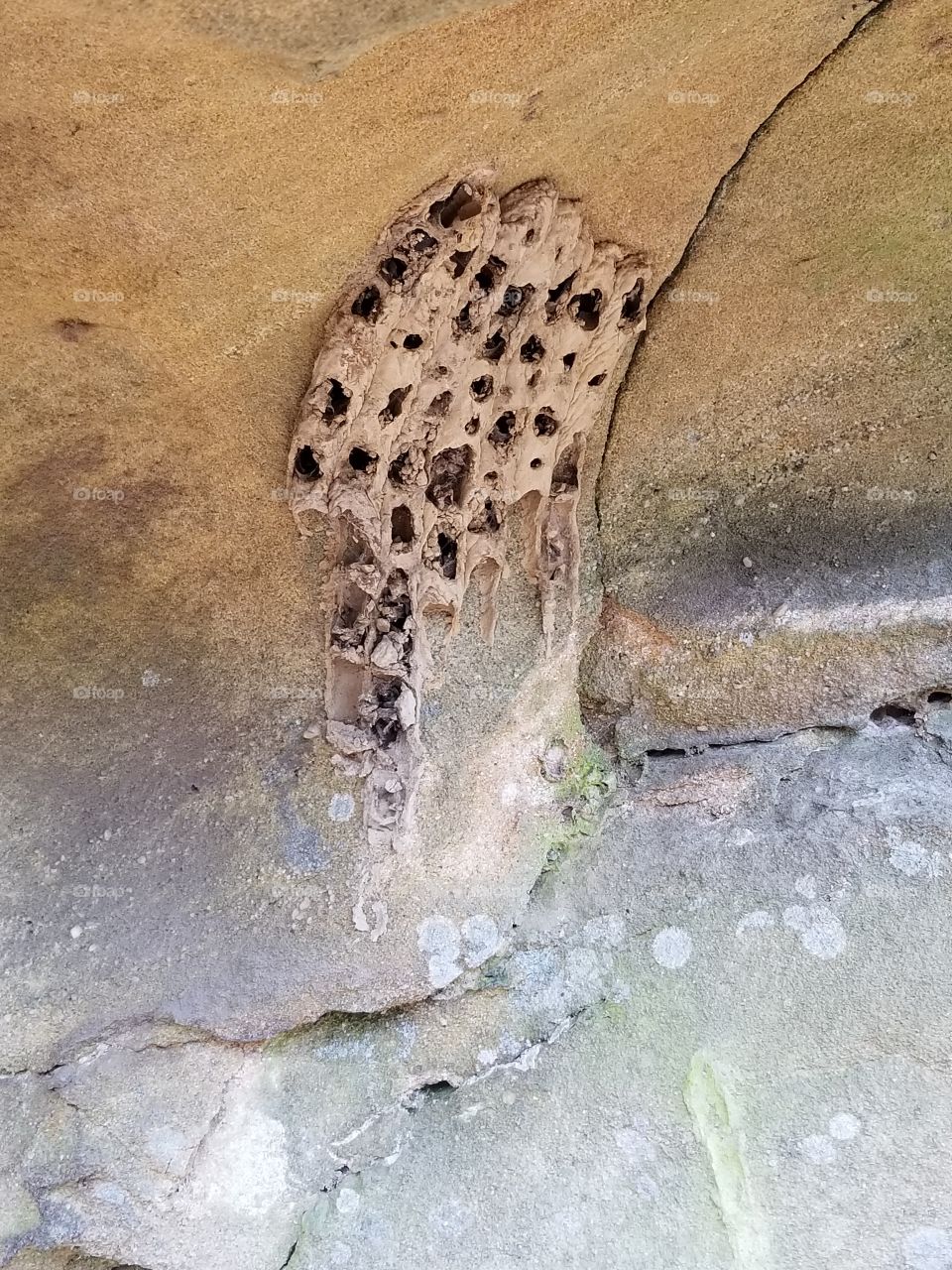 stinging bug home on rocky surface