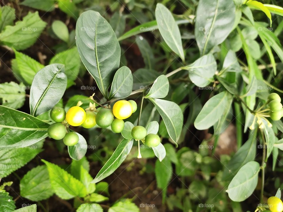 Mirabelle plum Plant
Awesome Flora
Green World
Awesome Flora