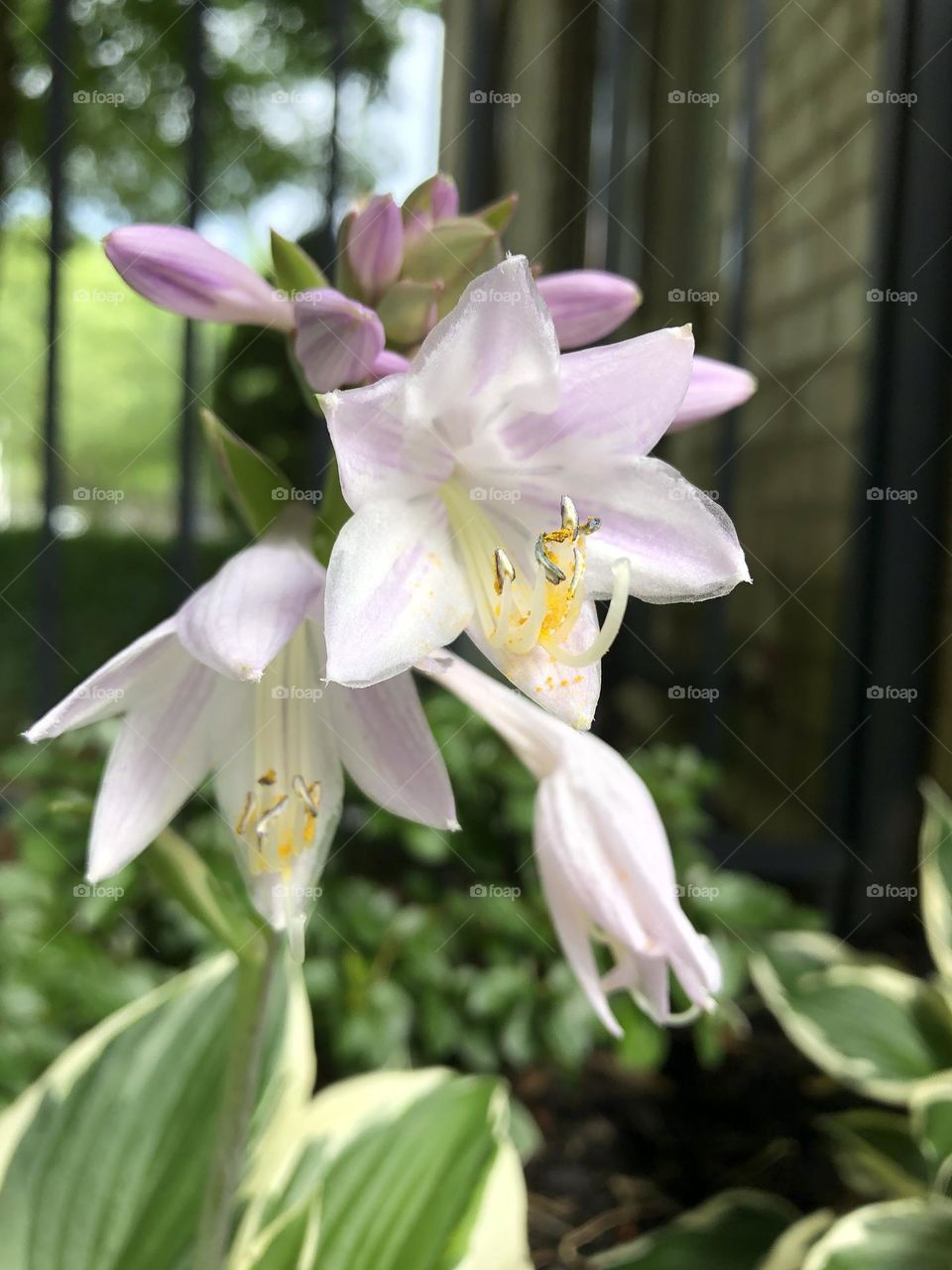 Hosta flowers blooming in shade backyard flower bed neighborhood landscaping summer plants