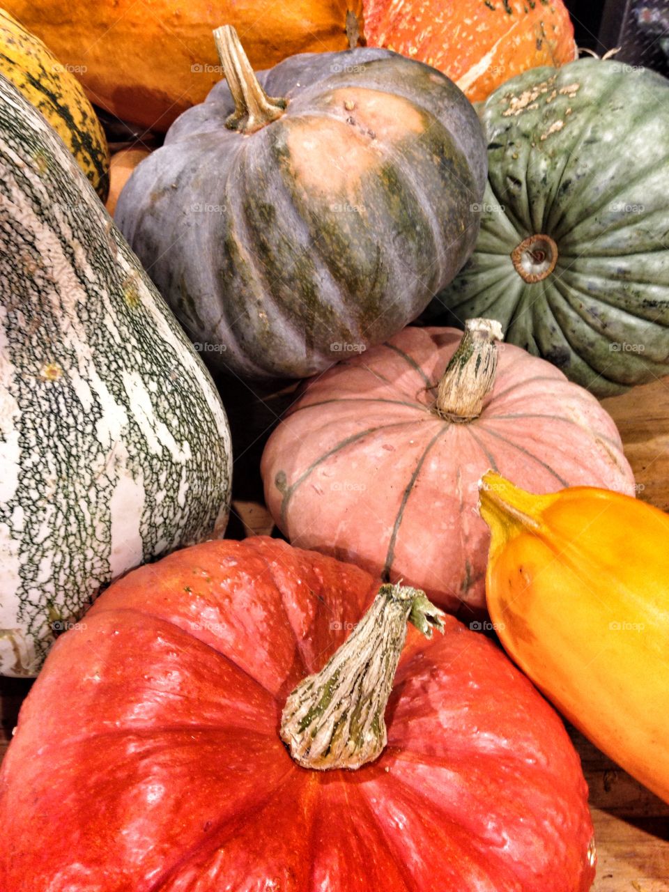 Harvest time. Pumpkin patch