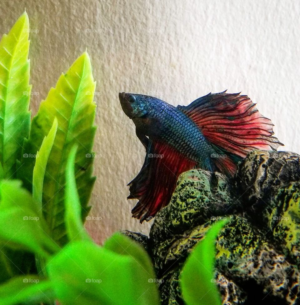 betta fish