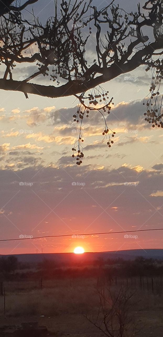 Sunset under the tree