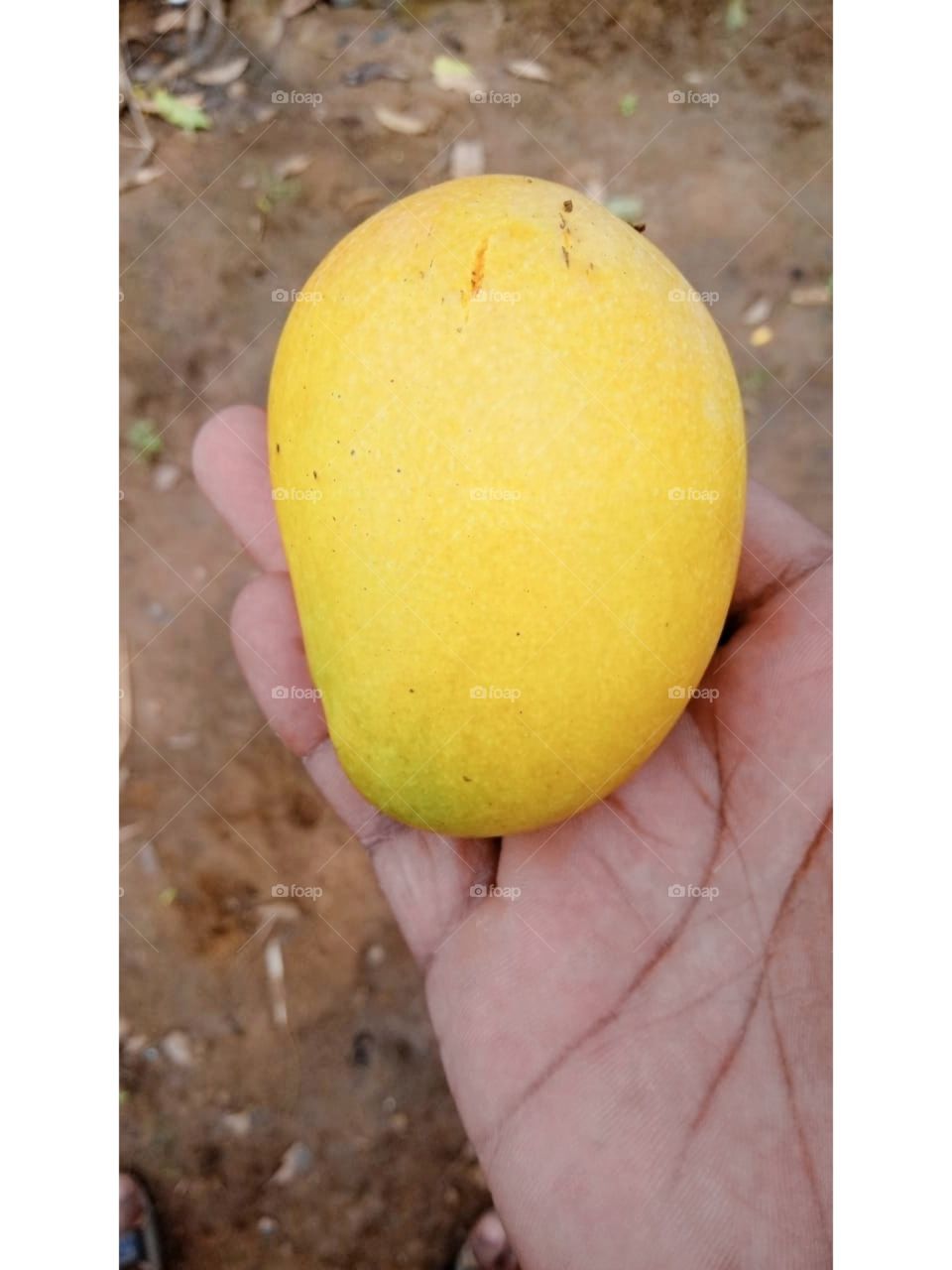 mango ripe 😋😋😋