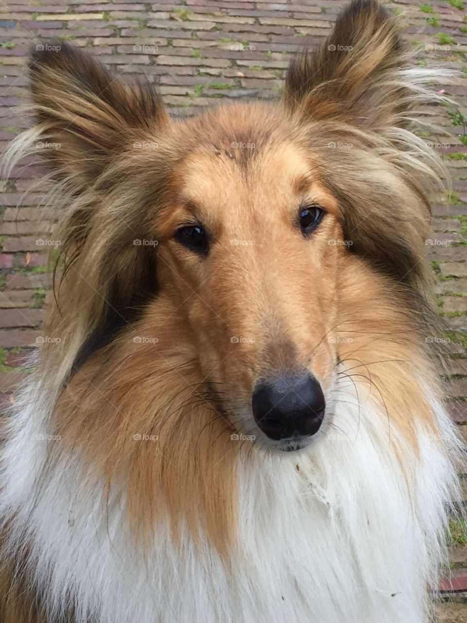 Lassie