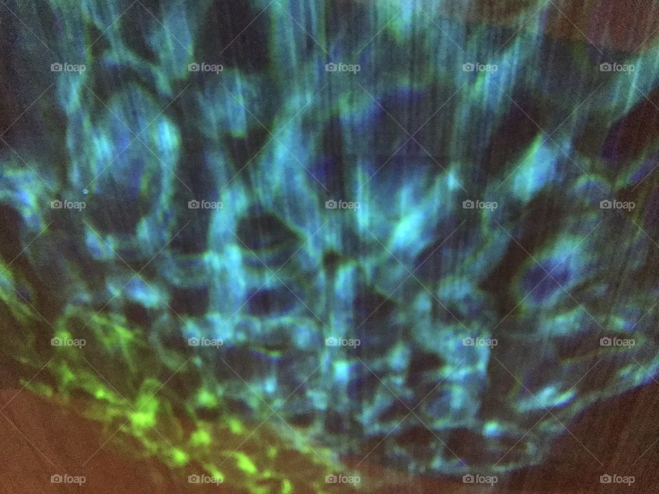 So that’s a peacock’s reflection looks like 